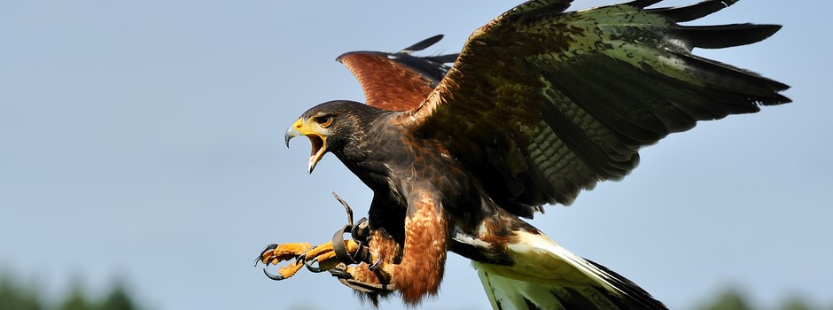 harrishawk - chasse ou effarouchement.jpg